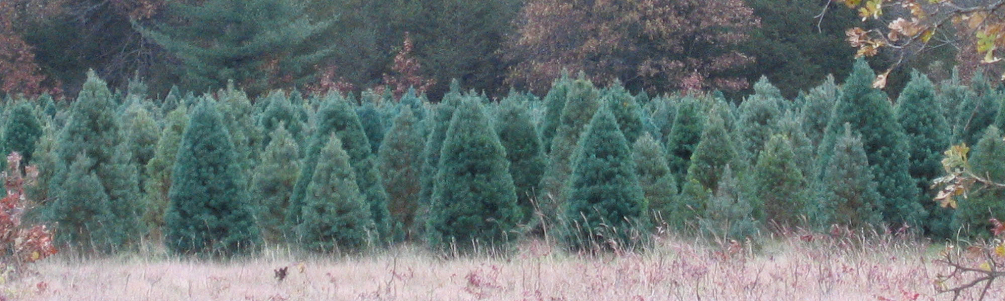 Christmas Tree Types Descriptions Wisconsin Christmas Tree 