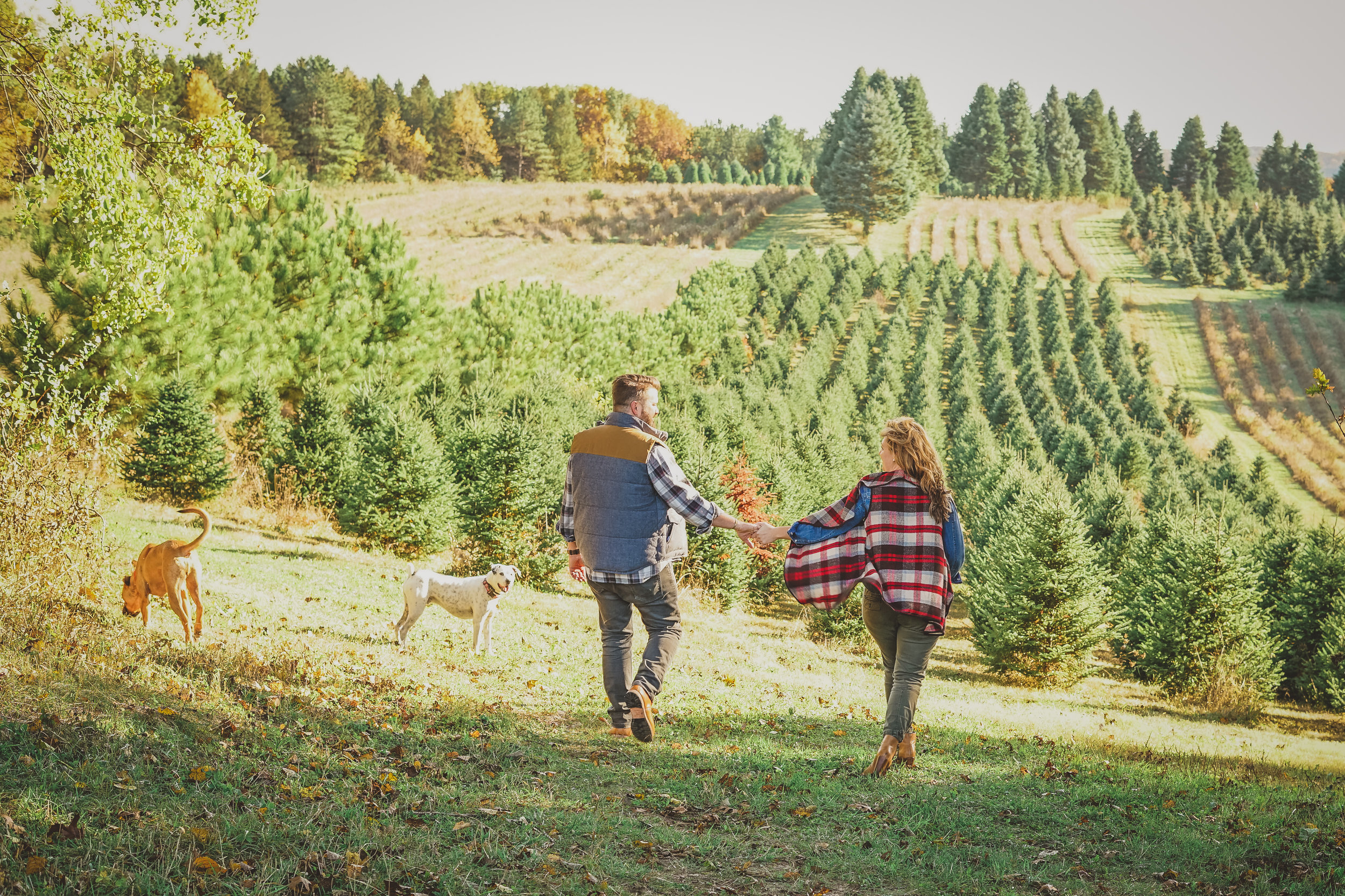 Wisconsin Christmas Tree Producers Association, WCTPA, Christmas tree growers & supplies Wisconsin Christmas Tree Producers Association, WCTPA, Christmas tree growers & supplies