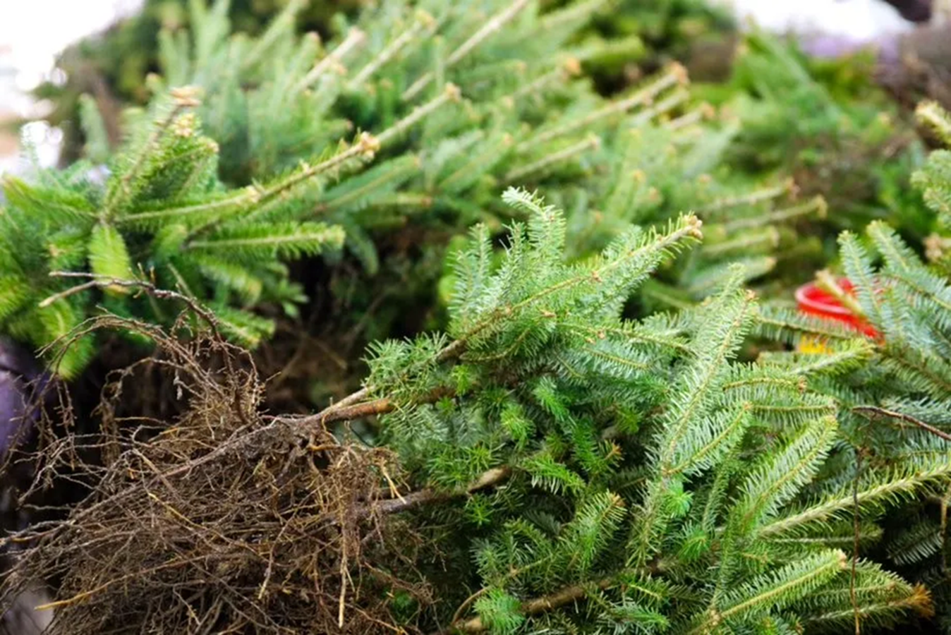 Northern Pines bareroot
